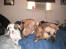 pups.jpg